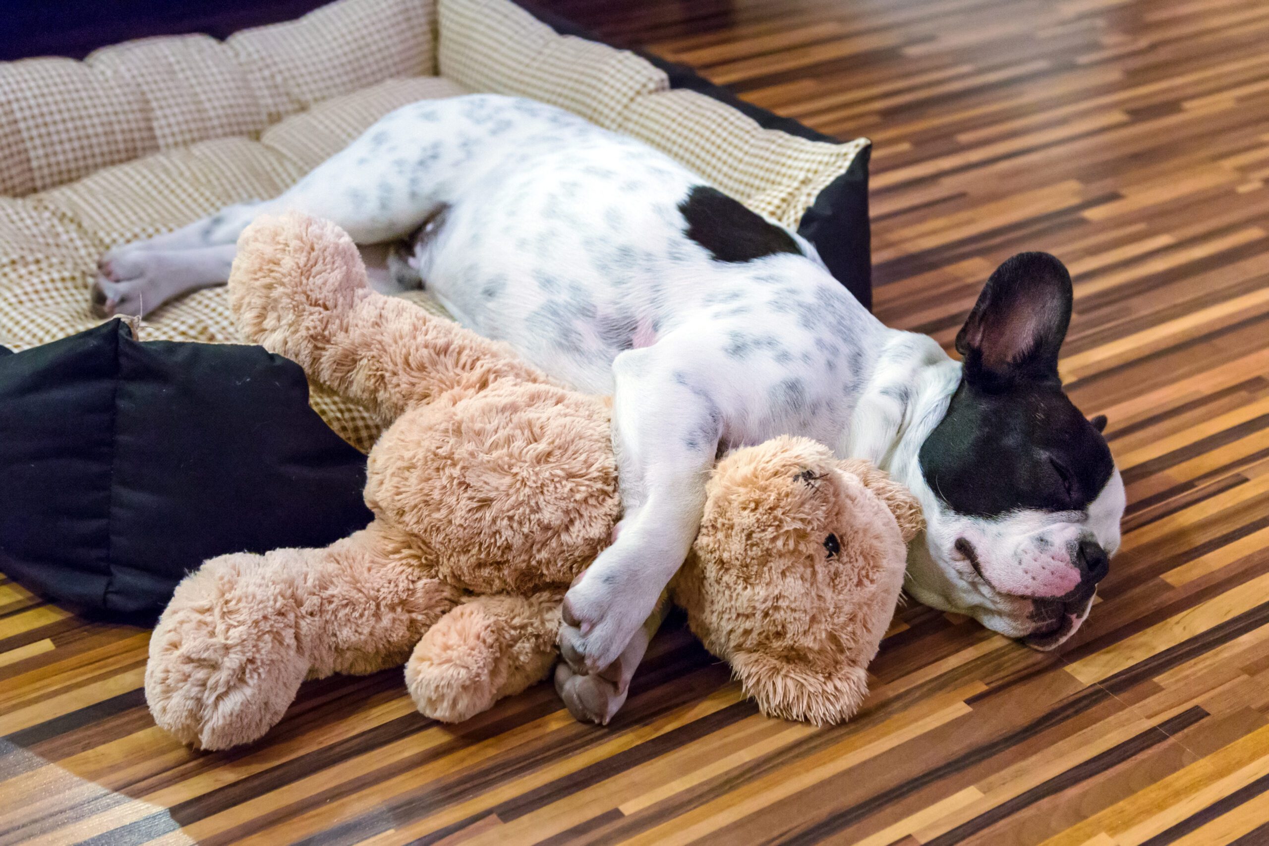 A Dog Sleeping On The Wooden Floor
